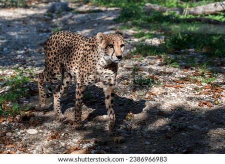 A beautiful cheetah walks in the forest