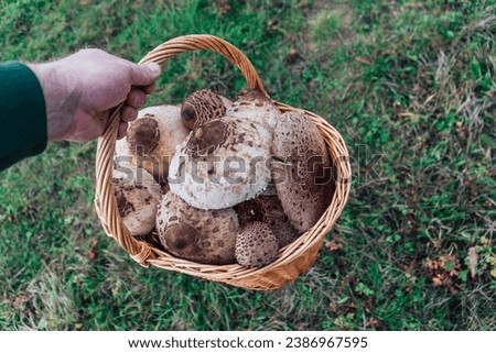 a person holding a basket full of parasol mushrooms