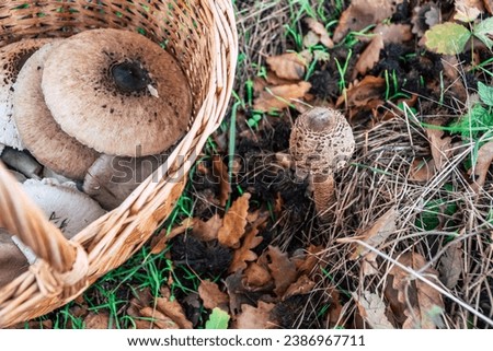 parasol mushroom growing in the forest next to a basket full of mushrooms