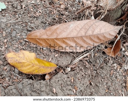 Picture of fallen and dried cocoa leaves