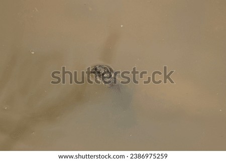 The Yellow-bellied Hinged Terrapin is found along waterways in East Africa. They usually occupy quiet back waters and away from competition from the larger species. Royalty-Free Stock Photo #2386975259