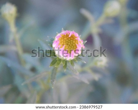 Natural closeup on a  flower bud. Aster flower ready to bloom. Floral background. Copy space 