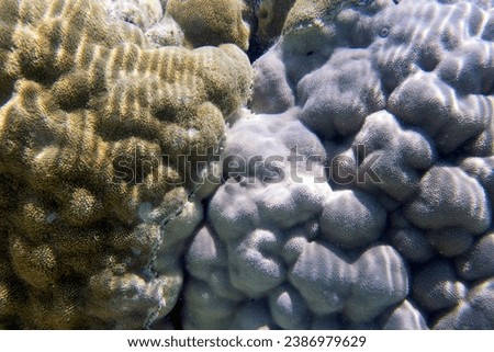 Photo of brain coral in New Caledonia
