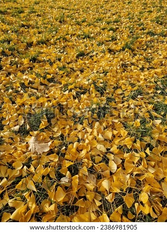 Close-up of gingo leaves that have fallen to the ground, selective focus. Yellow gingo leaves on the grass, autumn background. Change of season