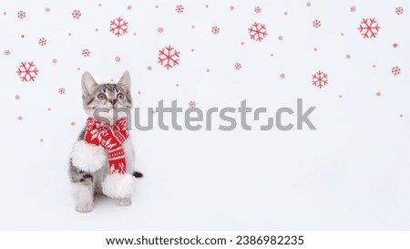 Christmas Cat wearing a red knitted scarf sitting on white background. New Year greeting card. Santa kitten. Kitten looking up. Merry Christmas. Beautiful web banner. Holiday background. Snowflake 
