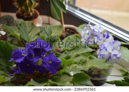 usambara flower, one blue and one white