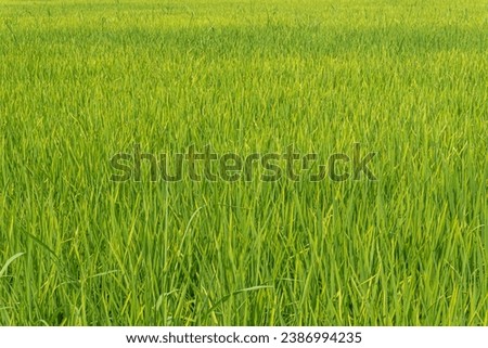 A close up of green yellow rice field, Nature background.