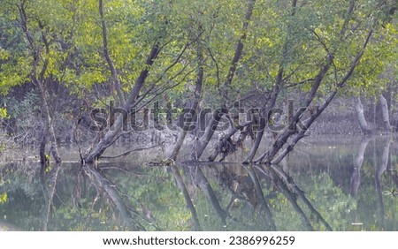 Mangrove forest. this photo was taken from sundarbans national park,Bangladesh.