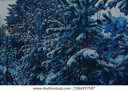 Beautiful forest, coniferous trees, pine trees in the forest, taiga in the snow in winter at Christmas, New Year. Siberia. Russia.