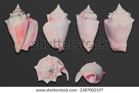 Capturing the essence of Florida's coastal beauty, this stock photo features a stunning Fighting Conch seashell, Strombus pugilis, delicately showcased on a jewelry display. 