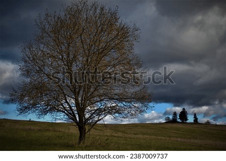 lone tree with yellow leaves in the field