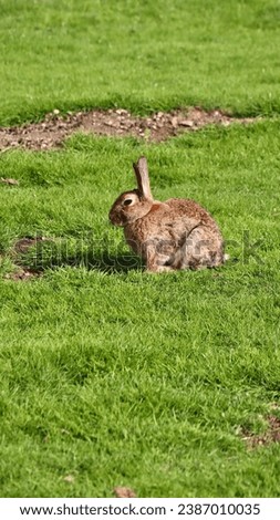 photo wildlife rabbit france europe