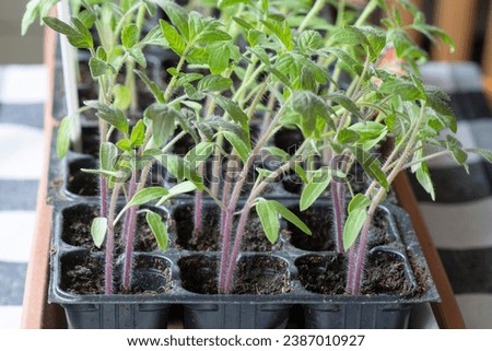 Young Tomato seedlings  (Solanum lycopersicum) growing in the pot. Close up. Detail. Macro. Selective focus. Royalty-Free Stock Photo #2387010927