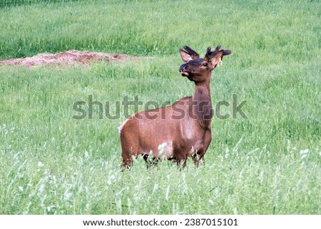 picture of a bull elk in early velvet stage antler growth standing in a meadow facing almost straight into the camera and looking off to the left