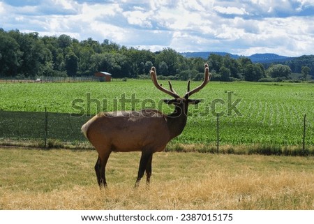 beautiful picture of an elk bull side view looking off towards the horizon there is a lovely cornfield and a blue sky in the background the elk is in velvet antler stage