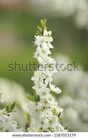 Beautiful spring picture of a white flower