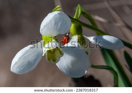 Galanthus elwesii (Elwes's, greater snowdrop), close-up of white snowdrop flowers in the wild, Ukraine  Royalty-Free Stock Photo #2387018317