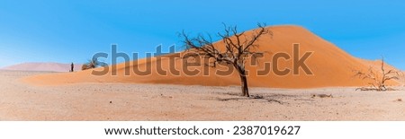 A view at the base of Dune 45 in Sossusvlei, Namibia in the dry season Royalty-Free Stock Photo #2387019627