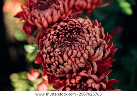 Maroon chrysanthemum flowers in the garden. Contrasting sunlight. Close-up. Beauty is in nature. Texture and background.