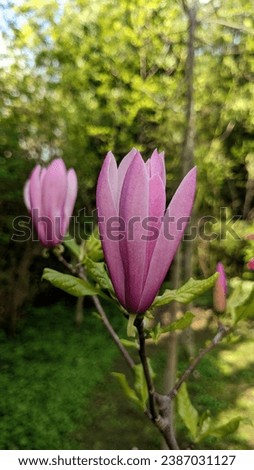 Pink magnolia (Magnolia liliflora) flower close up 