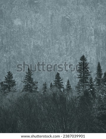 beautiful abstract grungy blue stucco wall background in cold mood. pantone of the year color concept background with space for text. Winter forest in the Carpathians Beautiful winter panorama Royalty-Free Stock Photo #2387039901