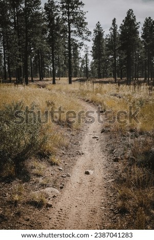 Dirt biking trail through grassy forest landscape in Flagstaff Arizona Royalty-Free Stock Photo #2387041283