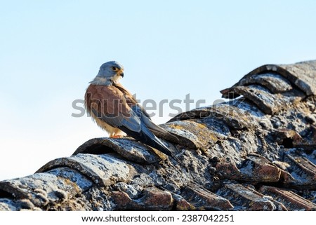 A lesser kestrel sitting on a mossy rooftop