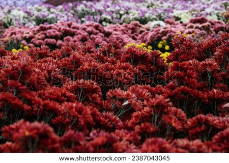 Natural background of beautiful red blooming chrysanthemums in the garden close up