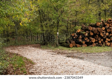 A large stack of firewood in a beautiful autumn forest. Neatly arranged trees in a forest in Slovakia.Logging in autumn in Europe. Еimber extraction near Bratislava.