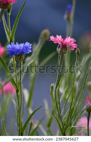 Meadow flowers with bokeh .