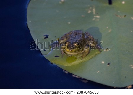 Frog on Lily pad in pond