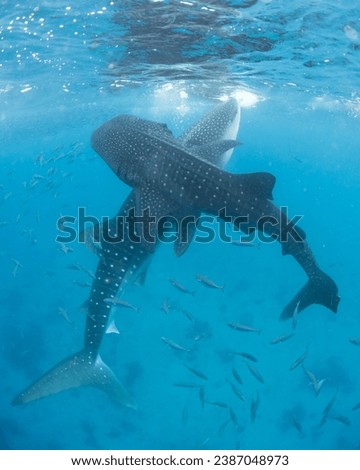 Whale Shark in the Philippines