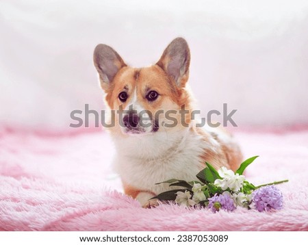 A cozy and romantic photo of a puppy on a pink blanket with flowers. The image has a blurred face and soft pink background