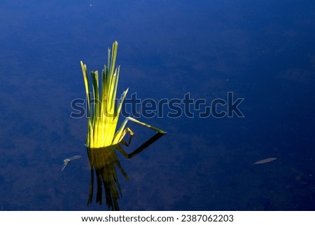 The remains of reeds in blue water  in the forest lake
