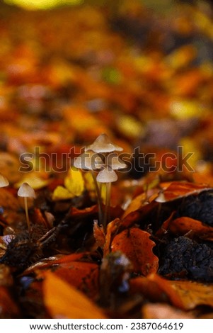 Wild mushrooms in an autumn forest