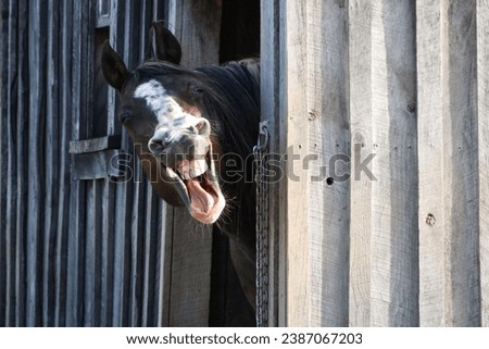 Horse yawing widely close up