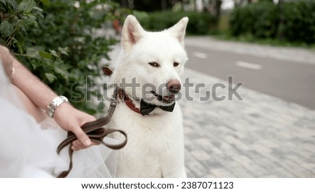 Husky dog with a black fabric bow tie around his neck. Husky in the park in summer. Siberian Husky, side view. Husky on the background of a green park and path.