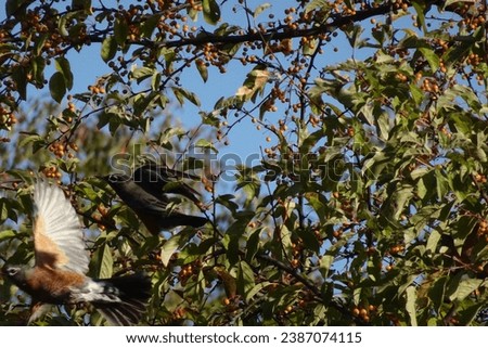 Robins fly through a berry tree with a blue sky creating an artistic picture