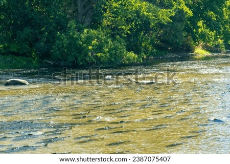 During the salmon spawning season, adult salmon make journey back to their original freshwater habitats. They swim upstream, battling strong currents and waterfalls to lay their eggs Royalty-Free Stock Photo #2387075407