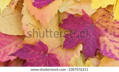 Fall leaves on ground create a pleasant
background and texture. Nice natural pattern. Fall seasonal wallpaper