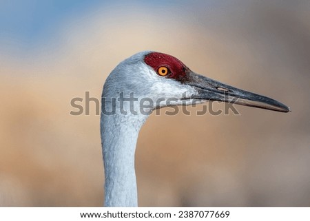 Sandhill Crane in profile with blurred background, animal portrait, eye, red, yellow, grey, migratory bird Royalty-Free Stock Photo #2387077669