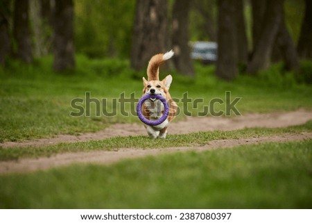 Adorable Happy Welsh Corgi Pembroke dog playing with puller in the spring park
