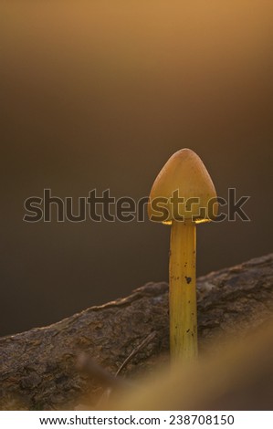 golden mushroom at sunset