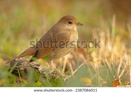 The thrush nightingale (Luscinia luscinia), also known as the sprosser, is a small passerine bird that was formerly classed as a member of the thrush family Turdidae Royalty-Free Stock Photo #2387086011