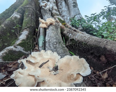 Fungi or fungi are organisms that belong to the kingdom Fungi and do not have chlorophyll so they are heterotrophs.[1] There are unicellular and multicellular fungi.[1] Its body consists of threads ca Royalty-Free Stock Photo #2387092345
