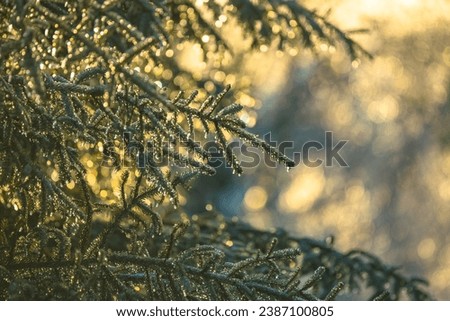 winter natural background frost tree branches cinematic look