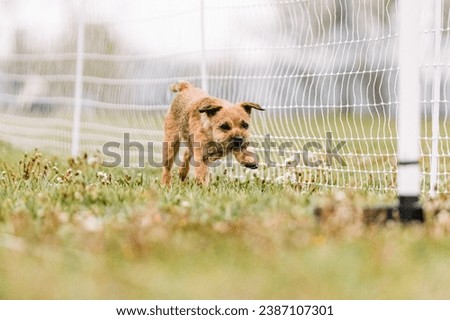 border terrier dog running lure course sport in the dirt on a sunny summer day