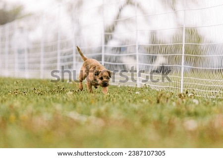 border terrier dog running lure course sport in the dirt on a sunny summer day