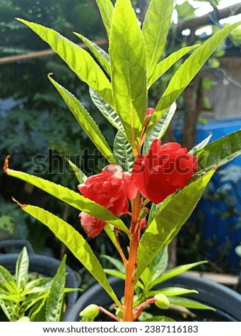 red water henna flower tree
