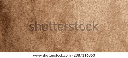 Brown Grey Animal Natural Fur Wolf Fox, Bear, Wildlife texture table top view Concept for hairy Background, textures and wallpaper. Close up detail of Fluffy grizzly Bear Coat image Full Frame. Royalty-Free Stock Photo #2387116353
